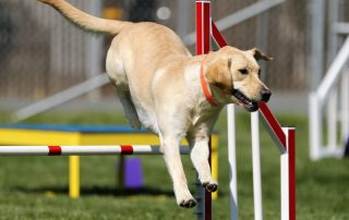 blog 21 scrum agility