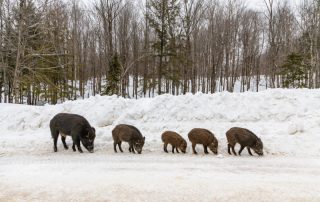 blog wild spotten zwijntjes